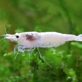 Neocaridina snowstorm | leidingwater garnaal, Kreeft, Krab of Garnaal, Zoetwatervis, Schoolvis