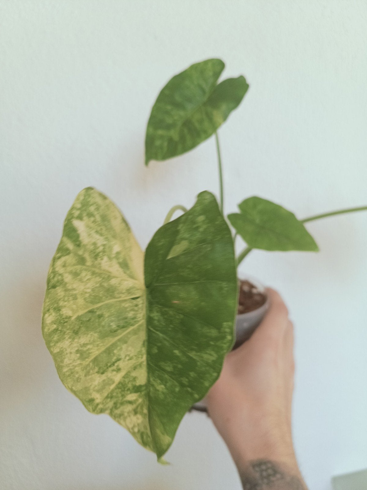 Alocasia gaugena aurea, Ophalen of Verzenden