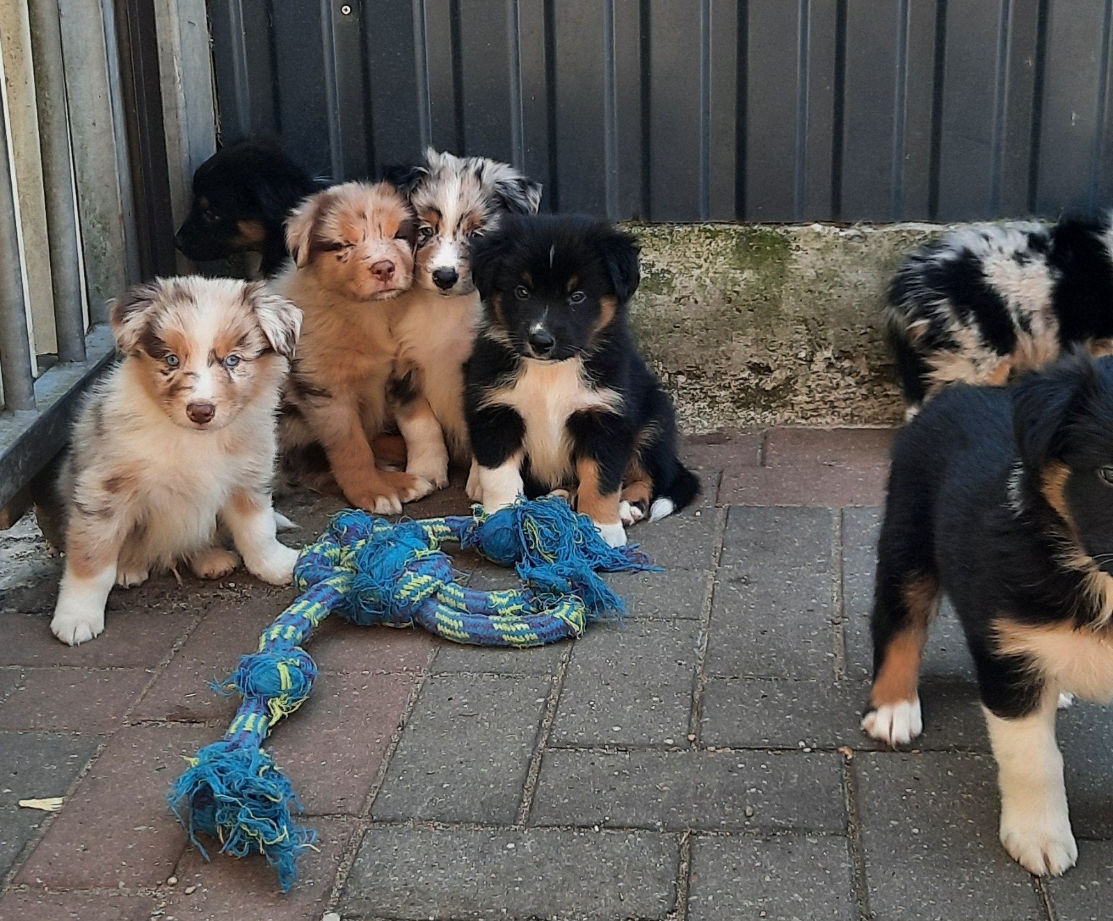 Border collie Australian shepherd pups, Parvo, Overige rassen, 8 tot 15 weken, Meerdere