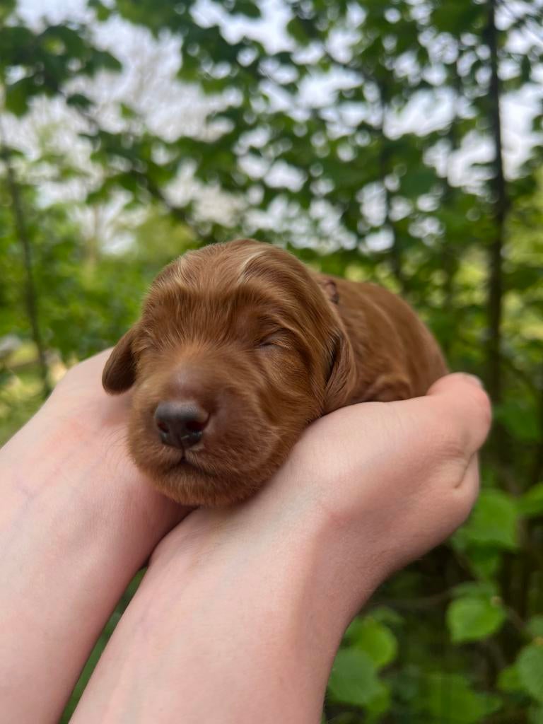 Prachtige en lieve Cockapoo pups, Dieren en Toebehoren, Honden | Niet-rashonden, Parvo, 8 tot 15 weken, Meerdere, Meerdere dieren
