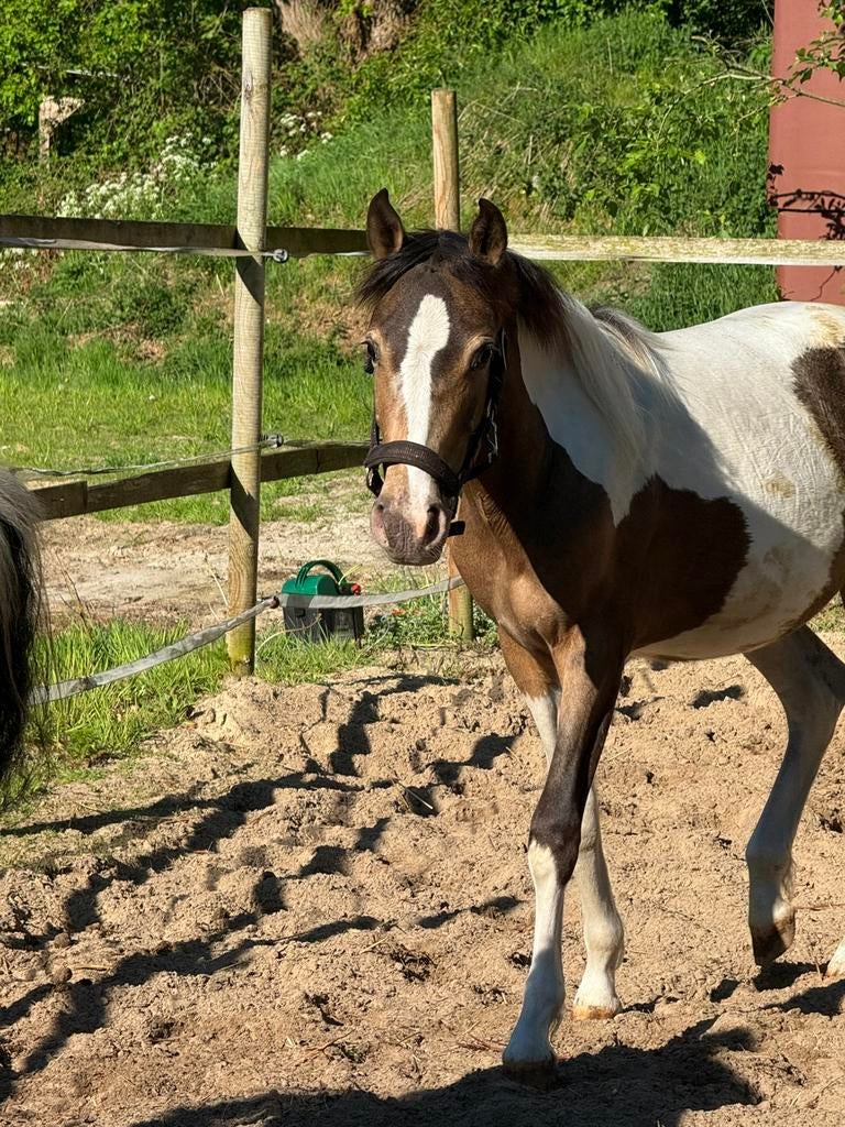 2 bonte jonge pony’s, Dieren en Toebehoren, Paarden, Minder dan 160 cm, 0 tot 2 jaar, Onbeleerd, Recreatiepaard