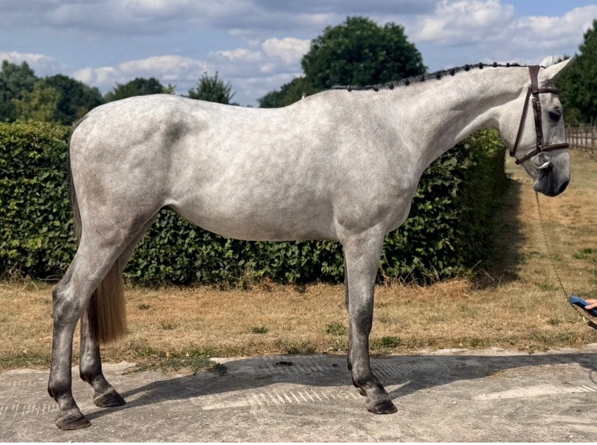 3,5 jarige Contagio Ruin, Ruin, Zadelmak, Springpaard, 3 tot 6 jaar