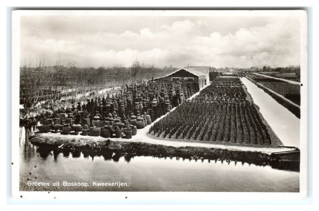 Boskoop, Kweekerijen, Ophalen of Verzenden, 1920 tot 1940, Gelopen, Zuid-Holland