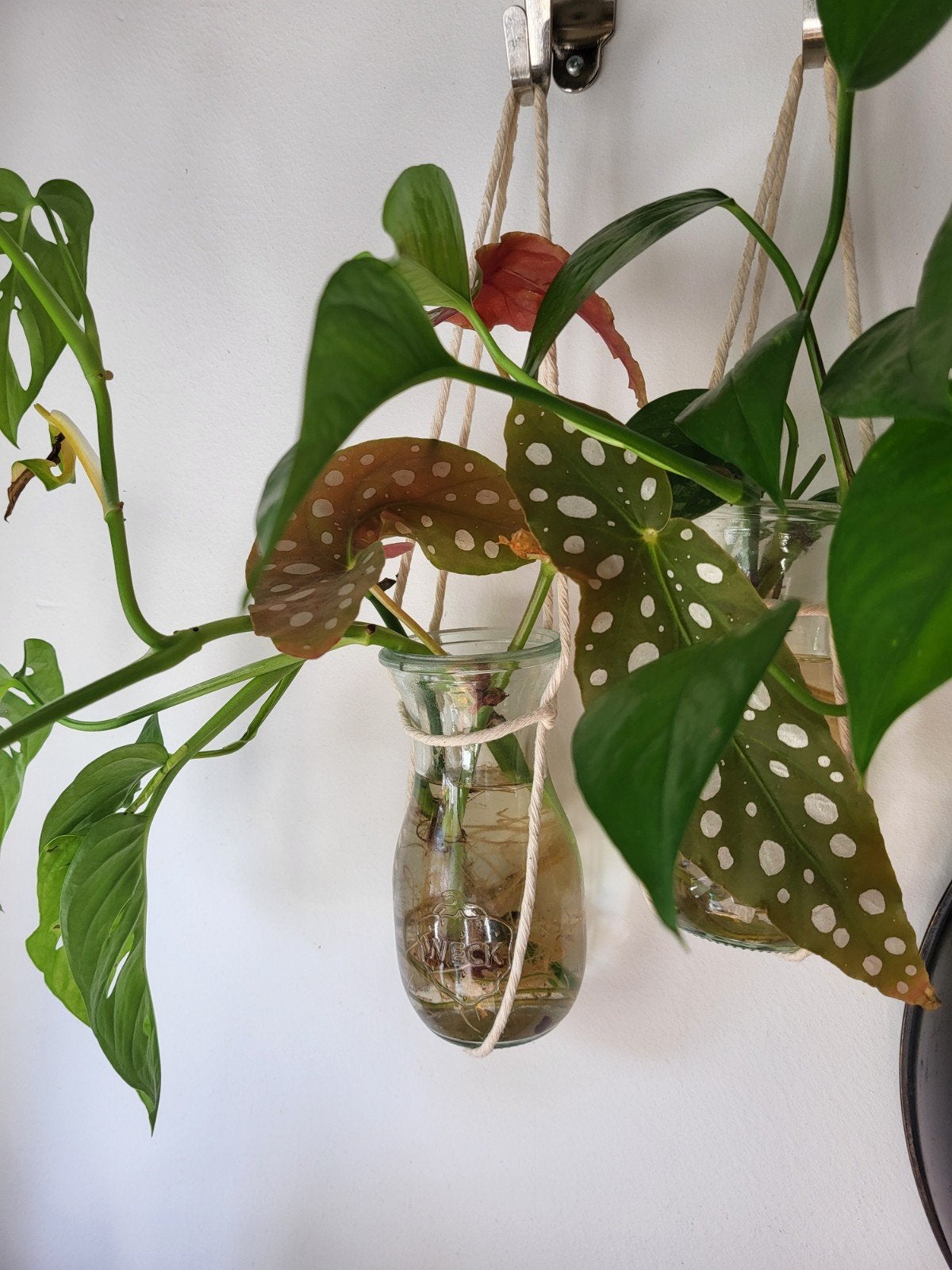 Stekken Stipbegonia, Monstera of Drakenklimop, Ophalen, Halfschaduw, Minder dan 100 cm