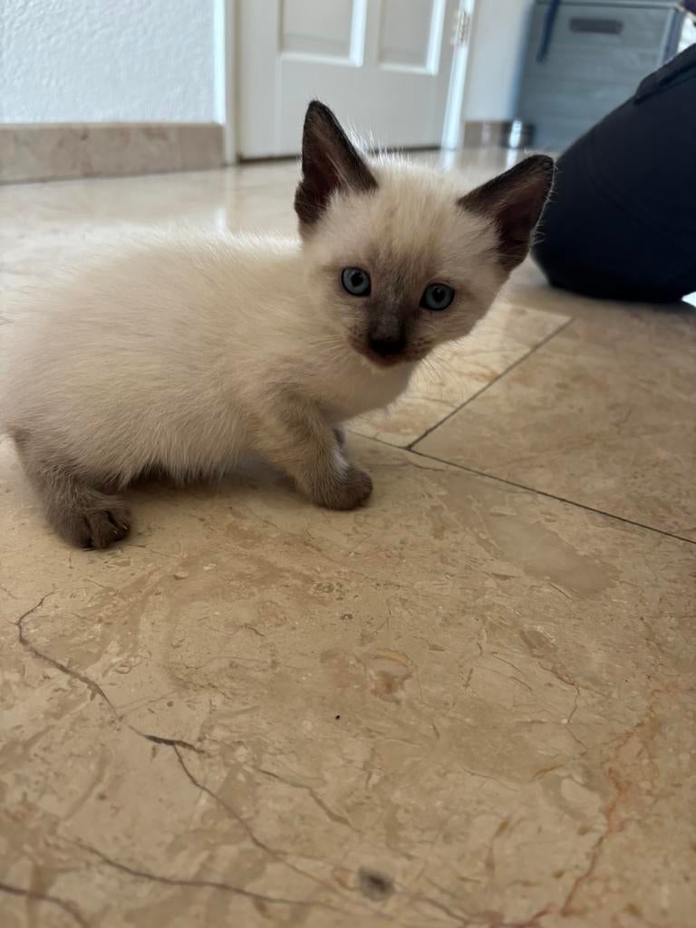 Nog 1 katertje beschikbaar!  Siamese sealpoint kittens, Poes, 0 tot 2 jaar