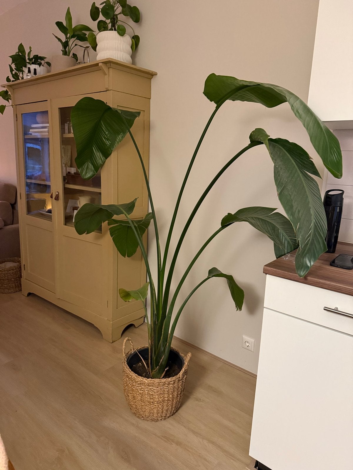 Grote Strelitzia (Paradijsvogelplant), Huis en Inrichting, Kamerplanten, Ophalen, Overige soorten, Halfschaduw, In pot