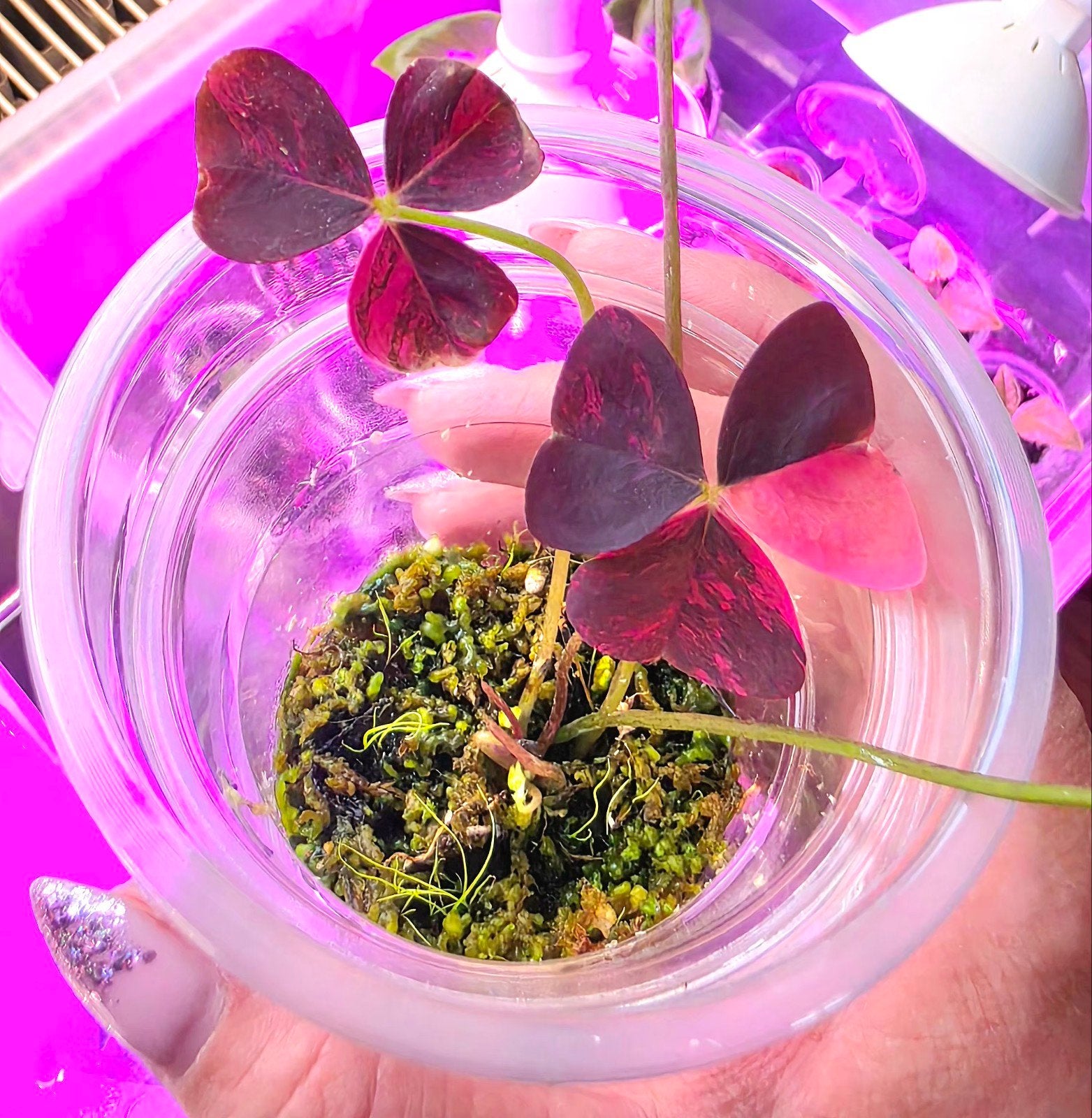Oxalis Triangularis pink variegata (1), Ophalen of Verzenden, Halfschaduw, Minder dan 100 cm
