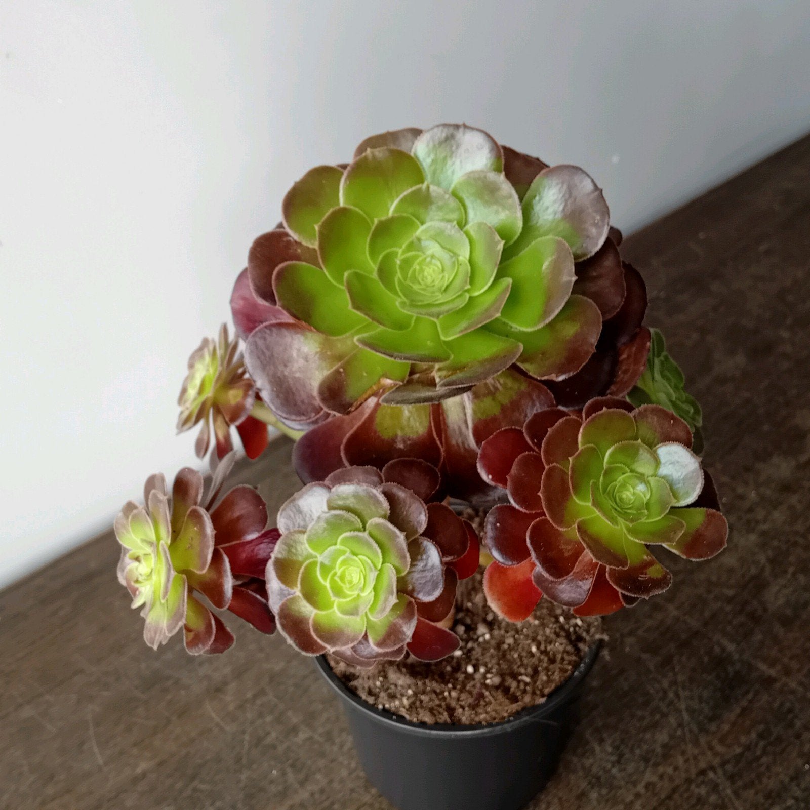 Kamerplant 30cm aeonium, Huis en Inrichting, Kamerplanten, Ophalen, Overige soorten, Halfschaduw, In pot