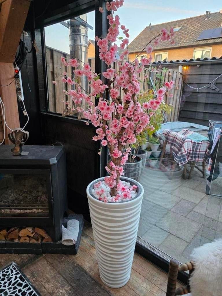 Japanse bloesemboom nep, Ophalen