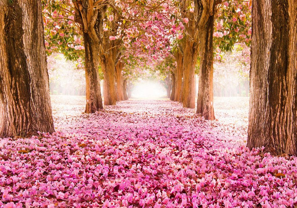 93 Roze Bloemenpad Vlies Fotobehang 350x250cm in 3 maten XXL, Huis en Inrichting, Stoffering | Behang, Ophalen of Verzenden, Minder dan 10 m²