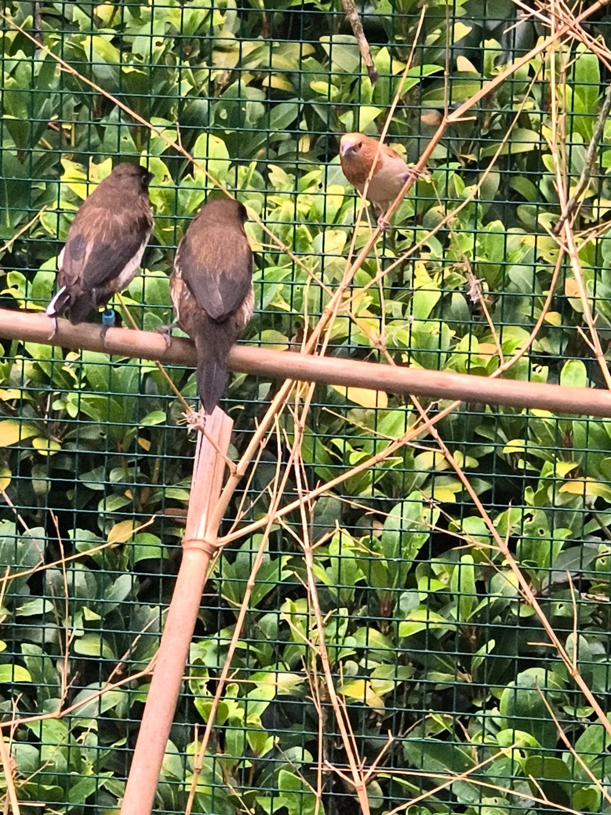 Japanse meeuwen, Dieren en Toebehoren, Meerdere dieren, Tropenvogel, Geringd