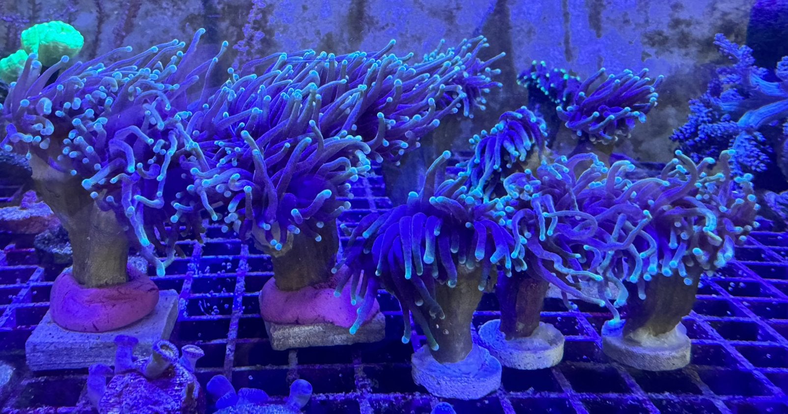 Euphyllia Glabrescens Dragon Soul, Dieren en Toebehoren, Vissen | Aquariumvissen, Vis