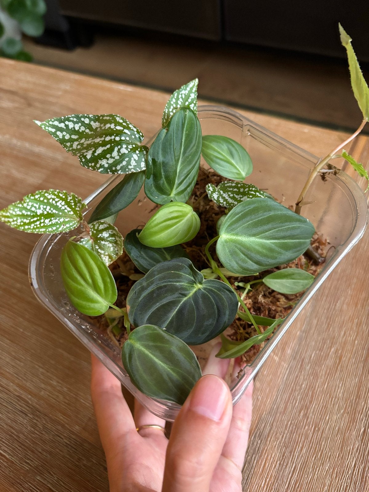Stekkenbox - Philodendron Micans (5+ stekken), Tuin en Terras, Planten | Tuinplanten, Vaste plant, Bloeit niet, Halfschaduw, Ophalen