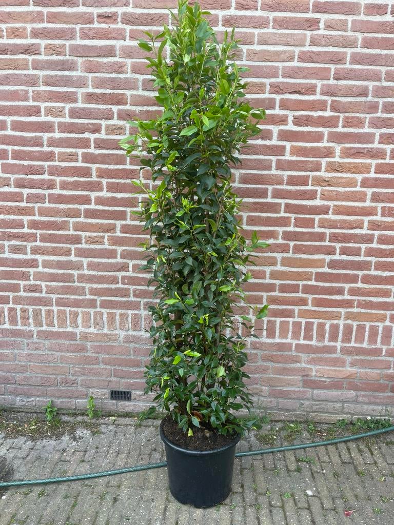 Grote portugese laurier prunus lusitanica angustifolia, Tuin en Terras, Planten | Struiken en Hagen, Ophalen of Verzenden, Laurier