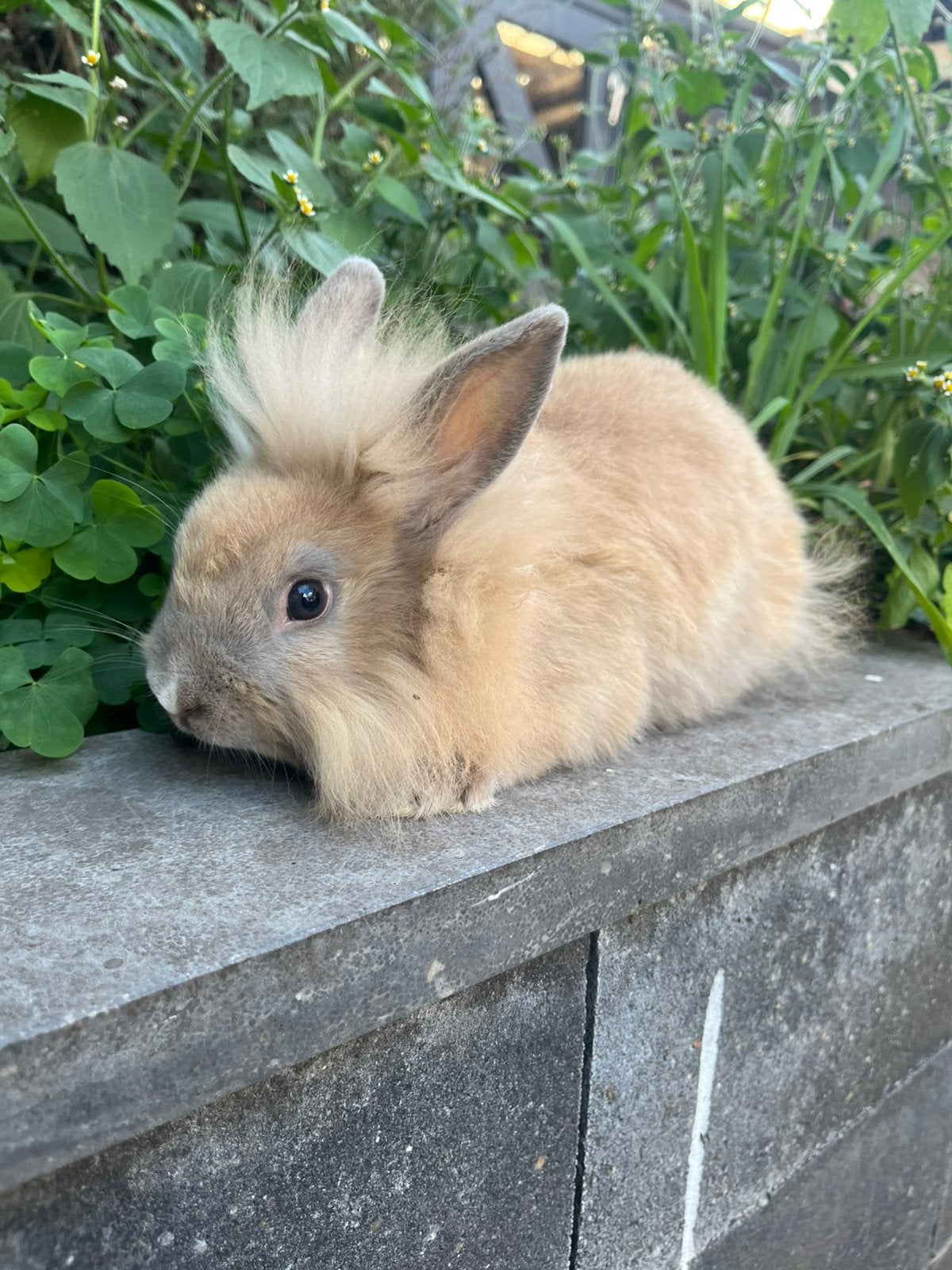 Mooie Leeuwkop ram, Dieren en Toebehoren, Mannelijk, Groot
