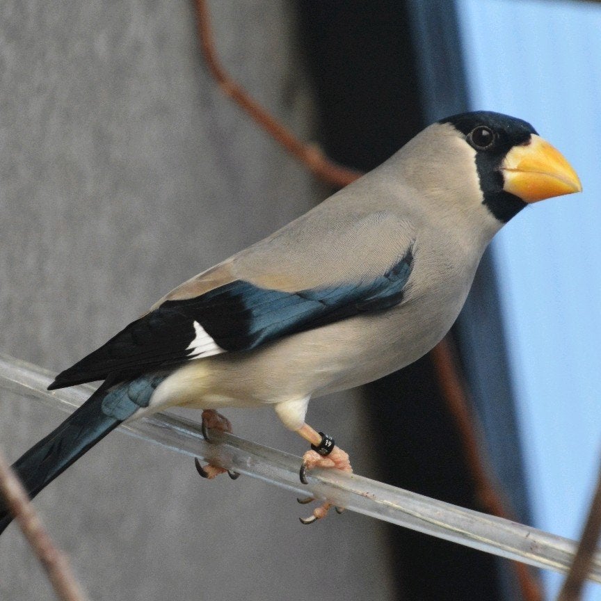 Japanse appelvinken., Dieren en Toebehoren, Meerdere dieren