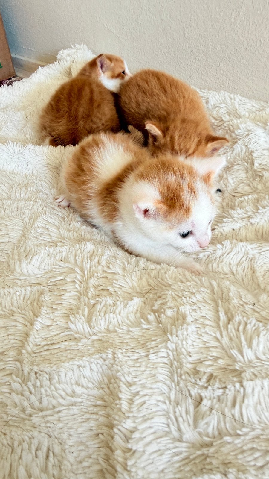 Gratis kittens ter adoptie