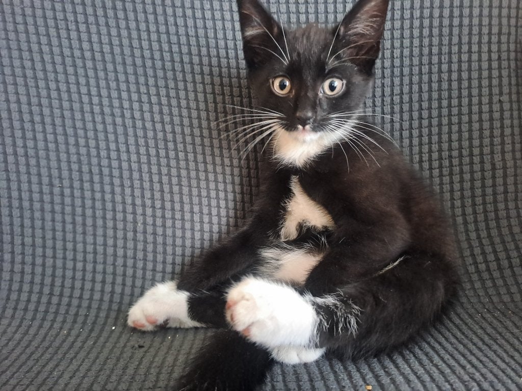 Binky&Oreo opzoek naar nieuwe baasje, Dieren en Toebehoren, Kater, Kortharig, 0 tot 2 jaar