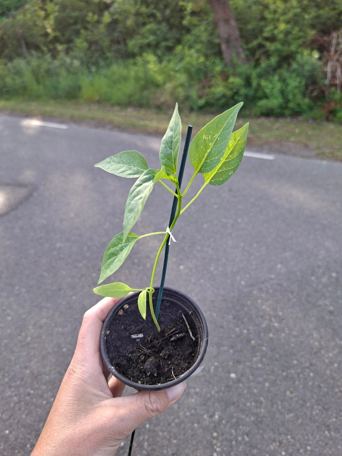 Cayenne Peper Plantjes - Vers van de kraam in 't Loo, Tuin en Terras, Ophalen, Eenjarig, Groenteplanten, Volle zon