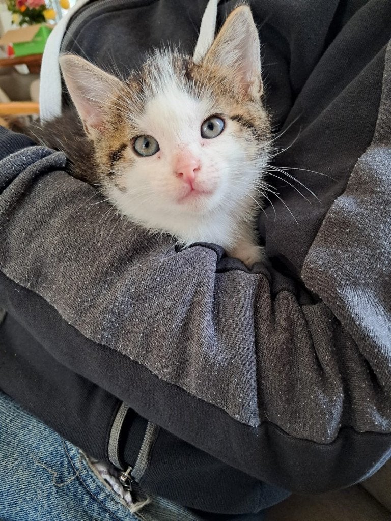 VIER LIEVE SPEELSE EN GEZONDE KITTENS BESCHIKBAAR!, Dieren en Toebehoren, Meerdere dieren, Ontwormd, 0 tot 2 jaar
