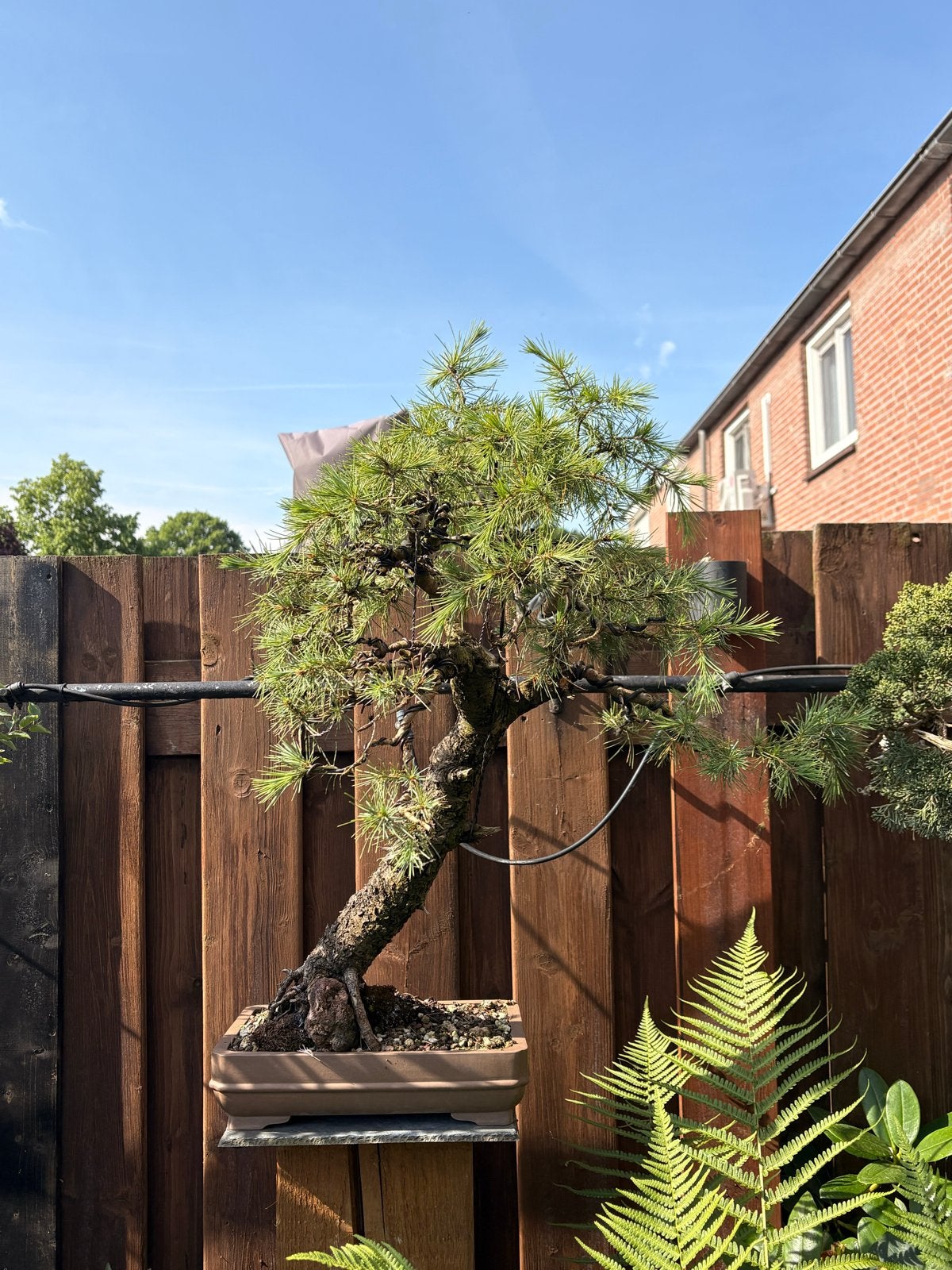 Pre-bonsai Cedrus deodara - Mooie oude schors, hellend, Overige soorten, Volle zon, Vaste plant, Ophalen of Verzenden