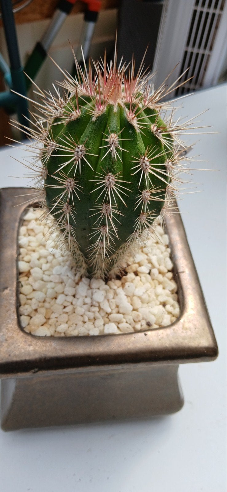Pachycereus Pringlei - Reuzencactus in Pot, Huis en Inrichting, Kamerplanten, Ophalen of Verzenden