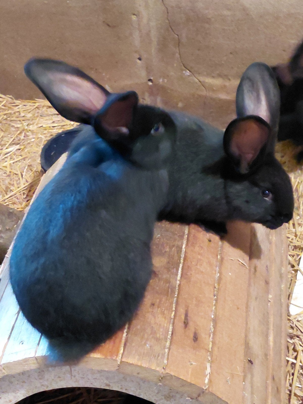 Nog 2 hele lieve duitse reuzen, Dieren en Toebehoren, Meerdere dieren, Groot
