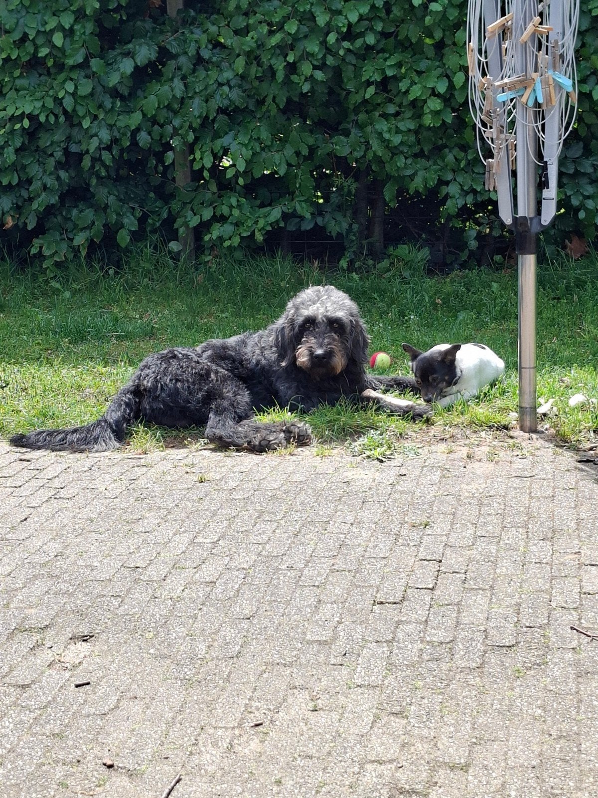kruising doodle/labradoodle, Reu, 1 tot 2 jaar, Groot, Eén hond