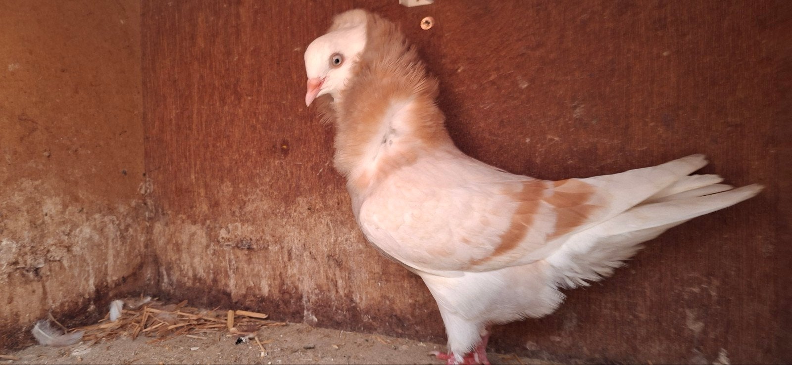 Te koop een jonge doffer van de Oudhollands kapucijnen duive, Dieren en Toebehoren, Mannelijk