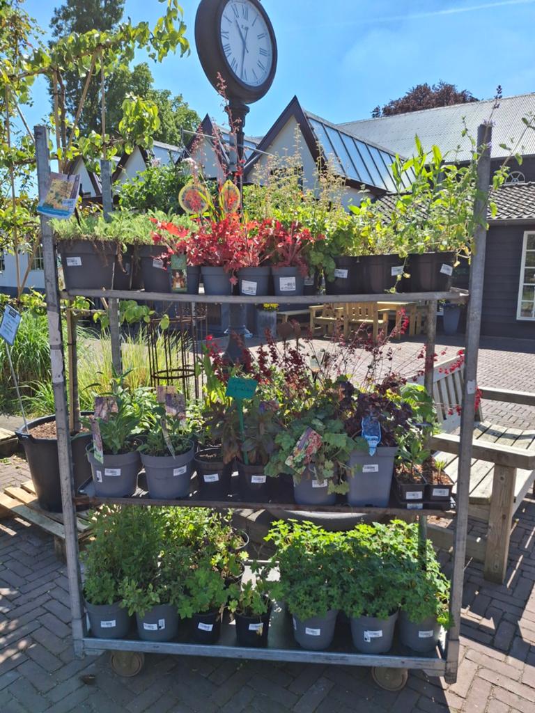 Karrendeal Vaste planten, Ophalen, Vaste plant, Overige soorten