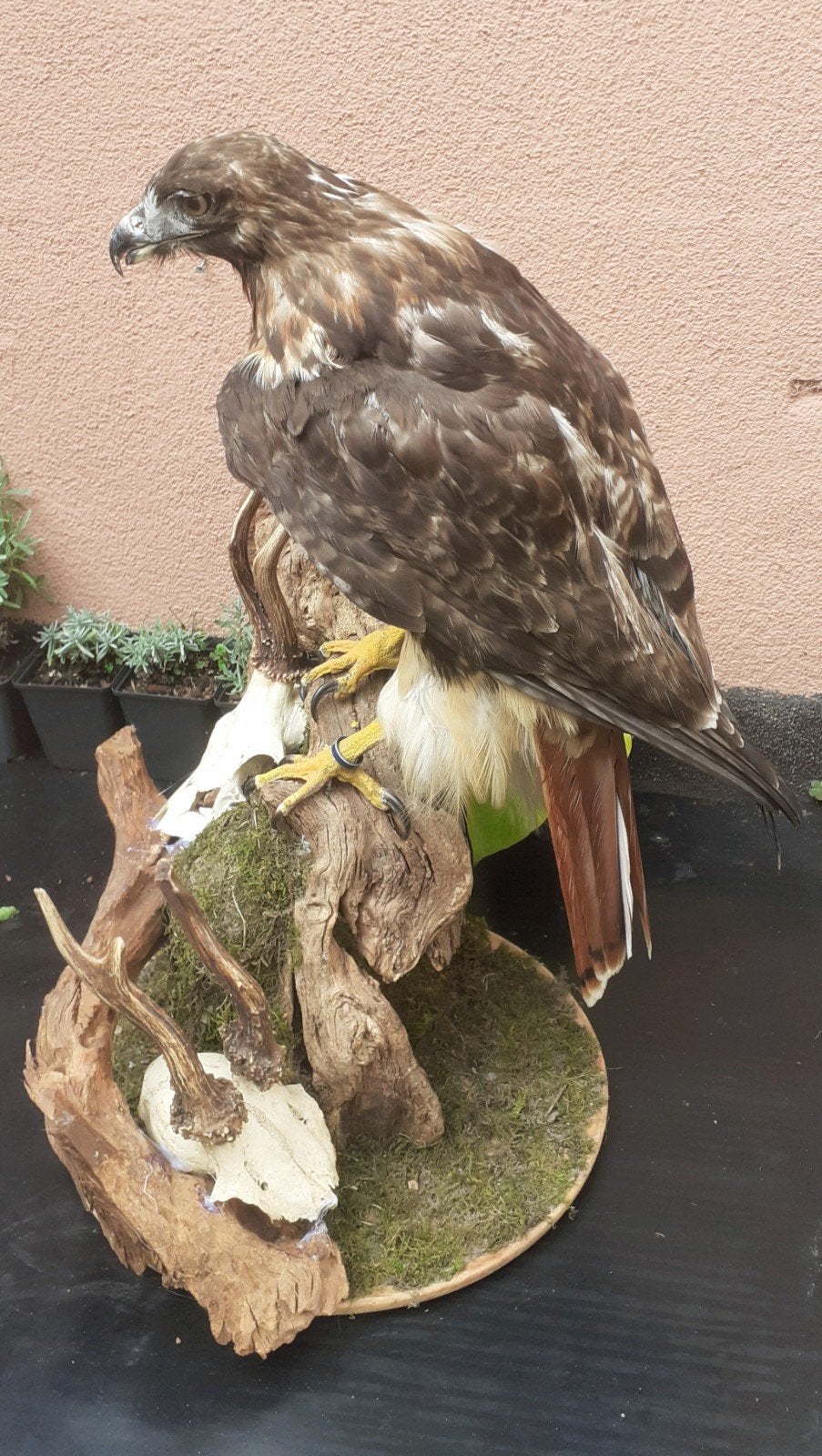 Taxidermie Roodstaartbuizerd op stronk met 2 reebok schedels, Ophalen of Verzenden, Zo goed als nieuw, Vogel, Opgezet dier