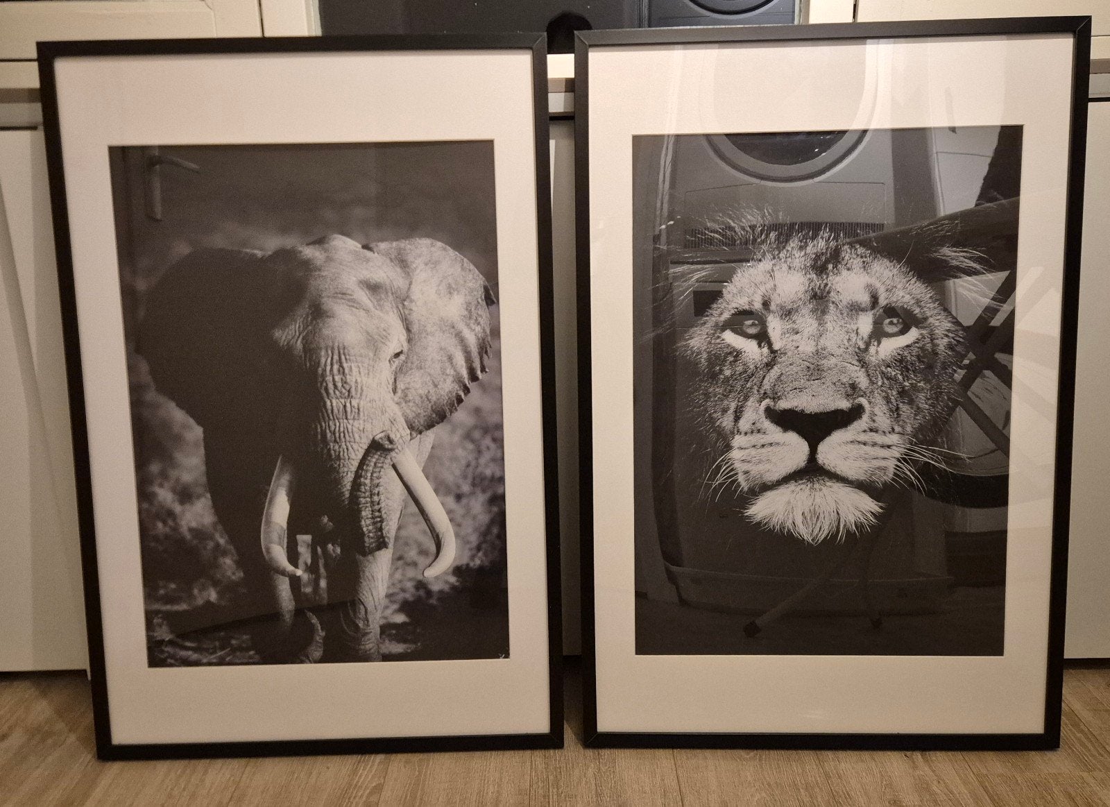 Set van 2 ingelijste zwart-wit foto's: Olifant & Leeuw, Ophalen, Zo goed als nieuw, Foto of Poster, 75 – 100