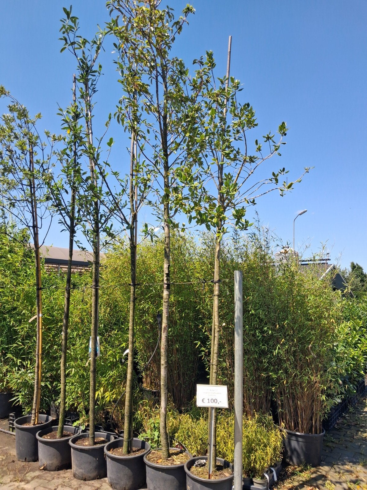 Hoogstam Bladhoudende Bomen - Diverse Soorten, Halfschaduw, Ophalen of Verzenden, 400 cm of meer, In pot
