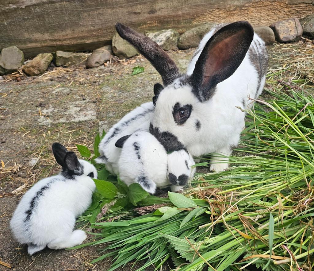Aangeboden lotharing voedster met 7 kleintjes, Vrouwelijk, 0 tot 2 jaar