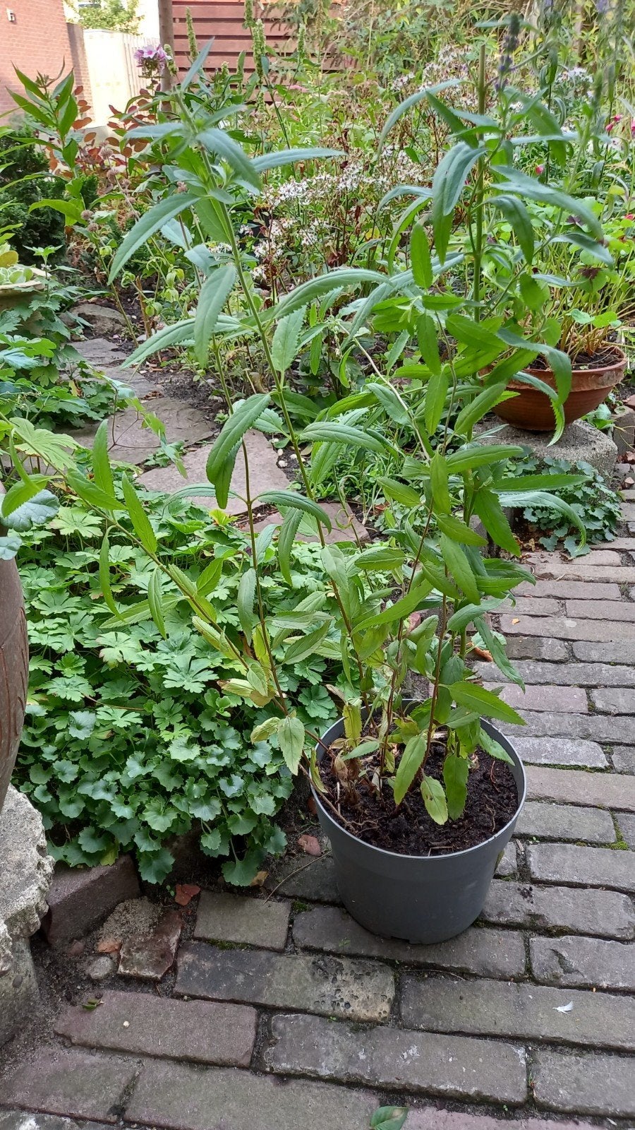 Veronica, Ophalen, Overige soorten, 100 tot 250 cm