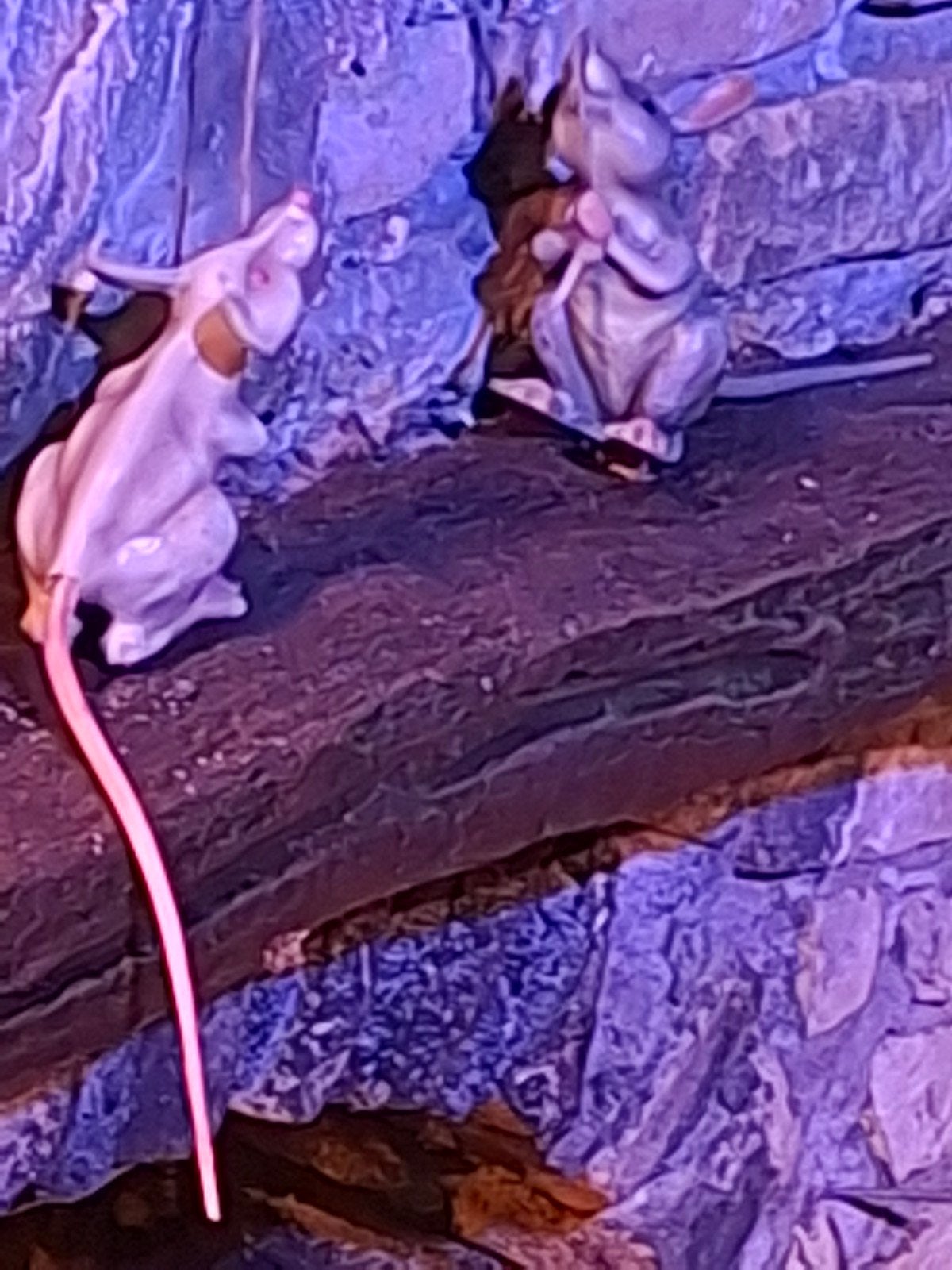 Efteling Anton Pieck muisjes gezocht sprookjesbos  muis, Ophalen, Beeldje of Poppetje