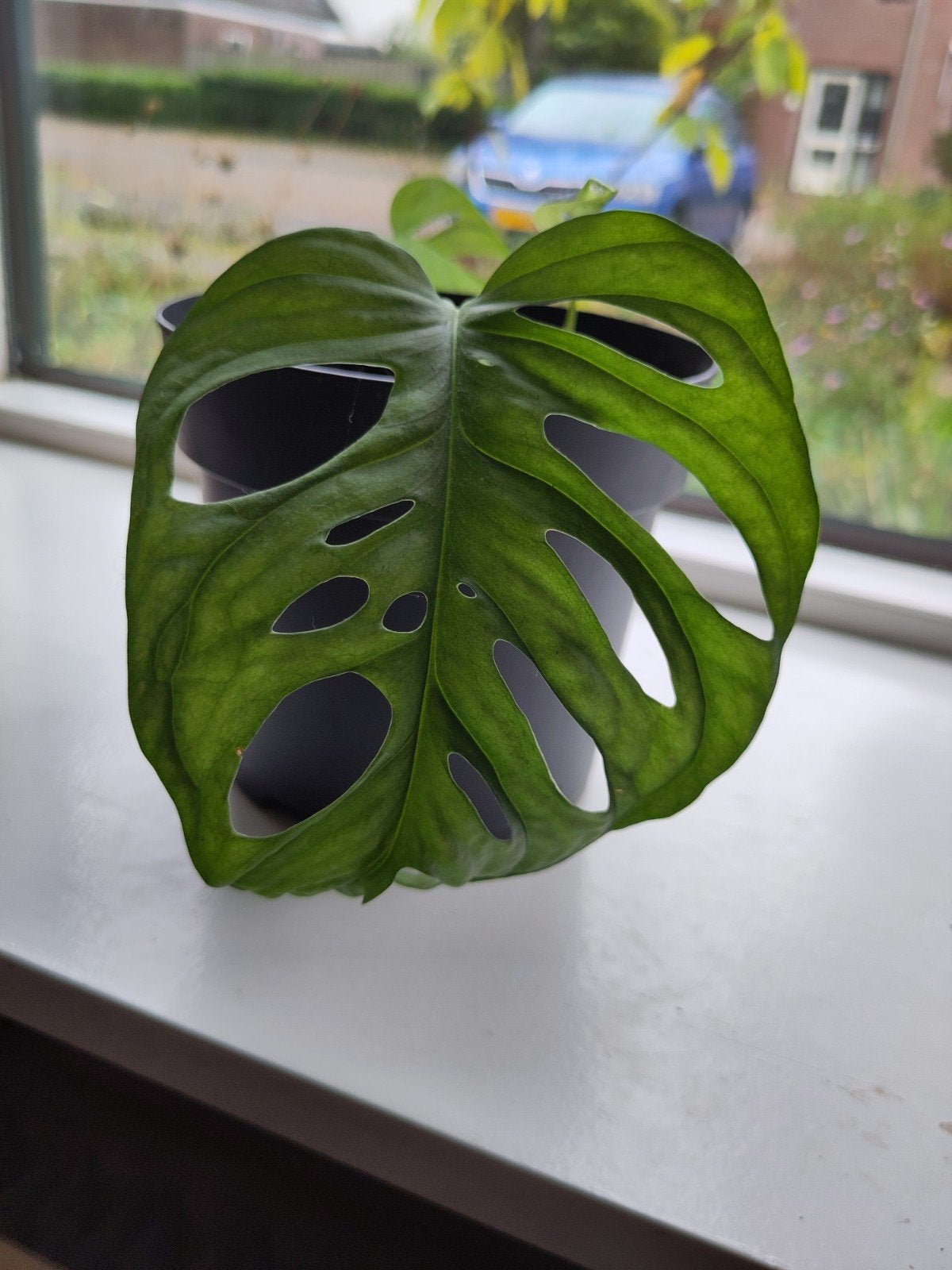 Monsters Monkey Mask Monstera Adansonii, Ophalen, Overige soorten, Halfschaduw, Minder dan 100 cm