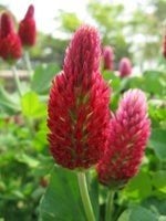 Uit de biologische moestuin: Inkarnaatklaver, zaden, Ophalen of Verzenden, Gehele jaar, Volle zon, Zaad