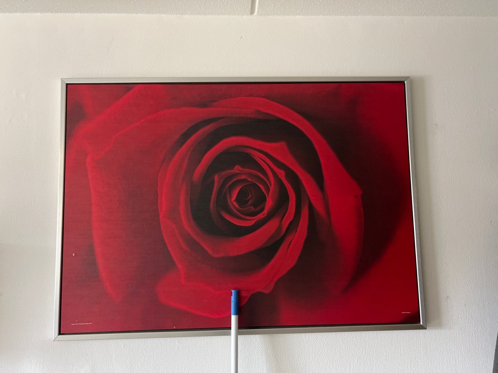 Mooi roos schilderij - Ophalen in Treebeek Brunssum, Antiek en Kunst, Ophalen of Verzenden