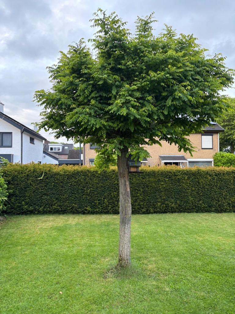 Mooie boom Bolacacia (Robinia Pseudoacacia Umbraculifera), Bloeit niet, 250 tot 400 cm, Ophalen, Volle zon