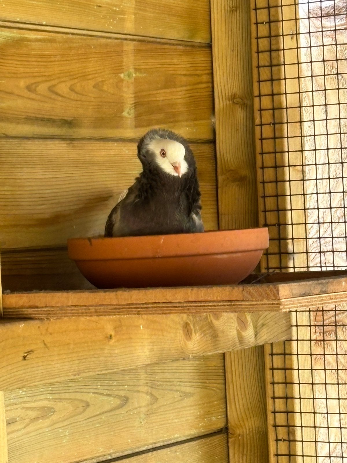 Koppel kapucijners, Dieren en Toebehoren, Vogels | Duiven, Meerdere dieren, Overige soorten