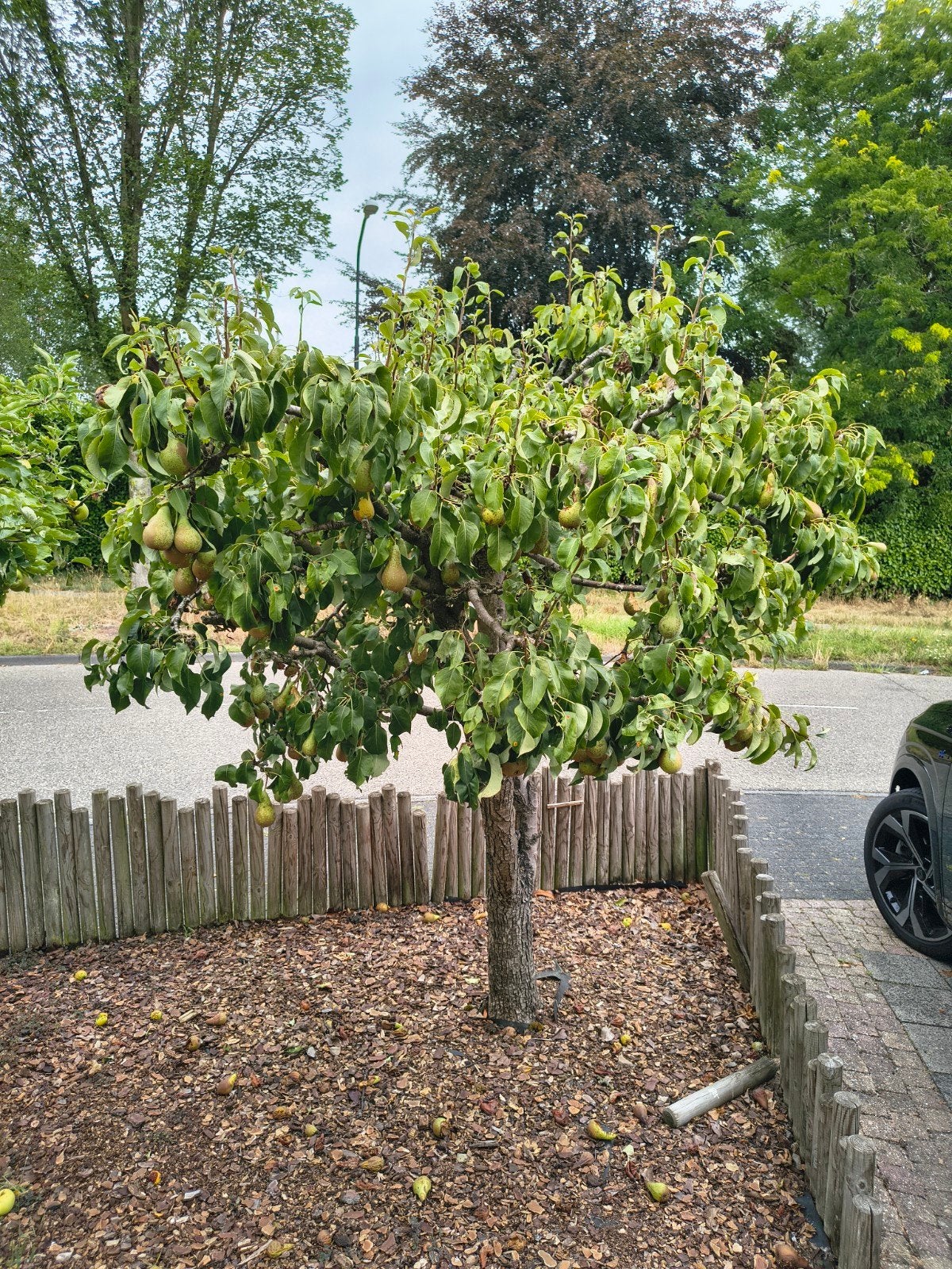 Perenboom 25 jaar oud - Conference, Tuin en Terras, Planten | Bomen, Overige soorten, Lente, 100 tot 250 cm, Ophalen