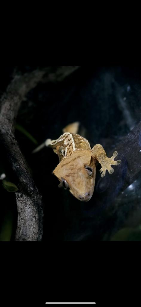 Correlophus ciliatus - Wimpergekko - Crested Gecko, Dieren en Toebehoren, Hagedis, 0 tot 2 jaar