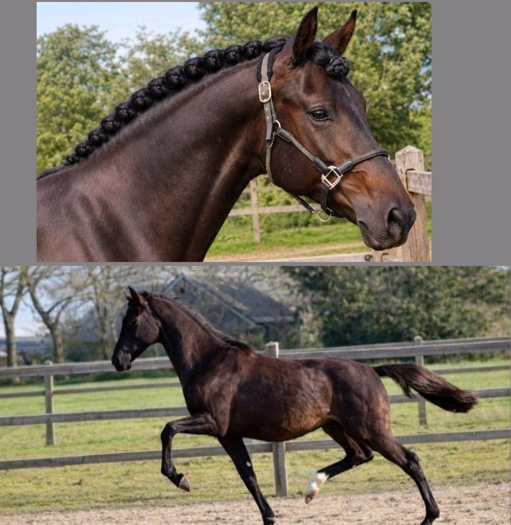 Prachtige coole dresuurpaard ruin v. Extreme U.S, Met stamboom, Ruin, Dressuurpaard, 0 tot 2 jaar