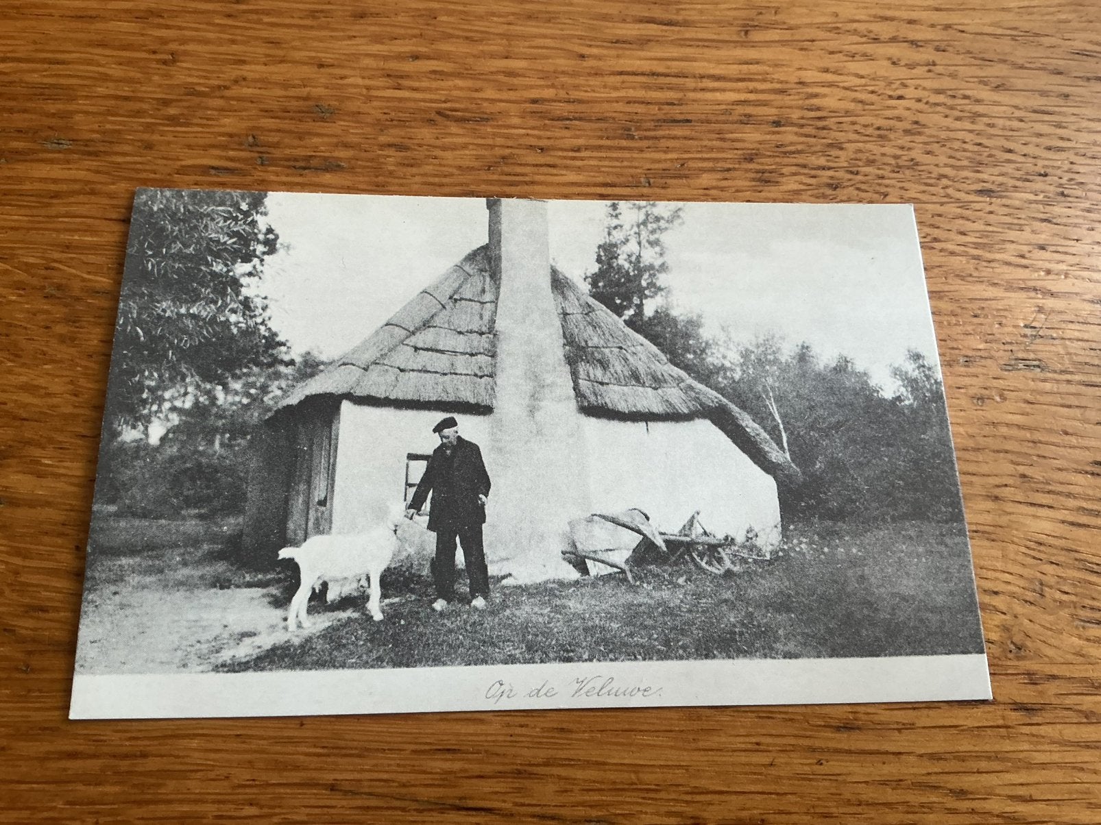 O619 Op de Veluwe geit REPRODUCTIE, Ophalen of Verzenden, Gelderland