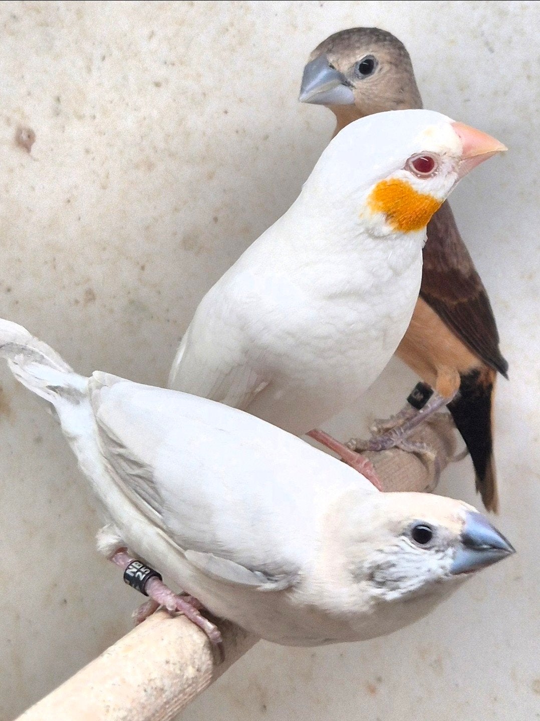 Mooi zilverbekje opaal grijs, Dieren en Toebehoren, Geslacht onbekend, Tropenvogel, Geringd