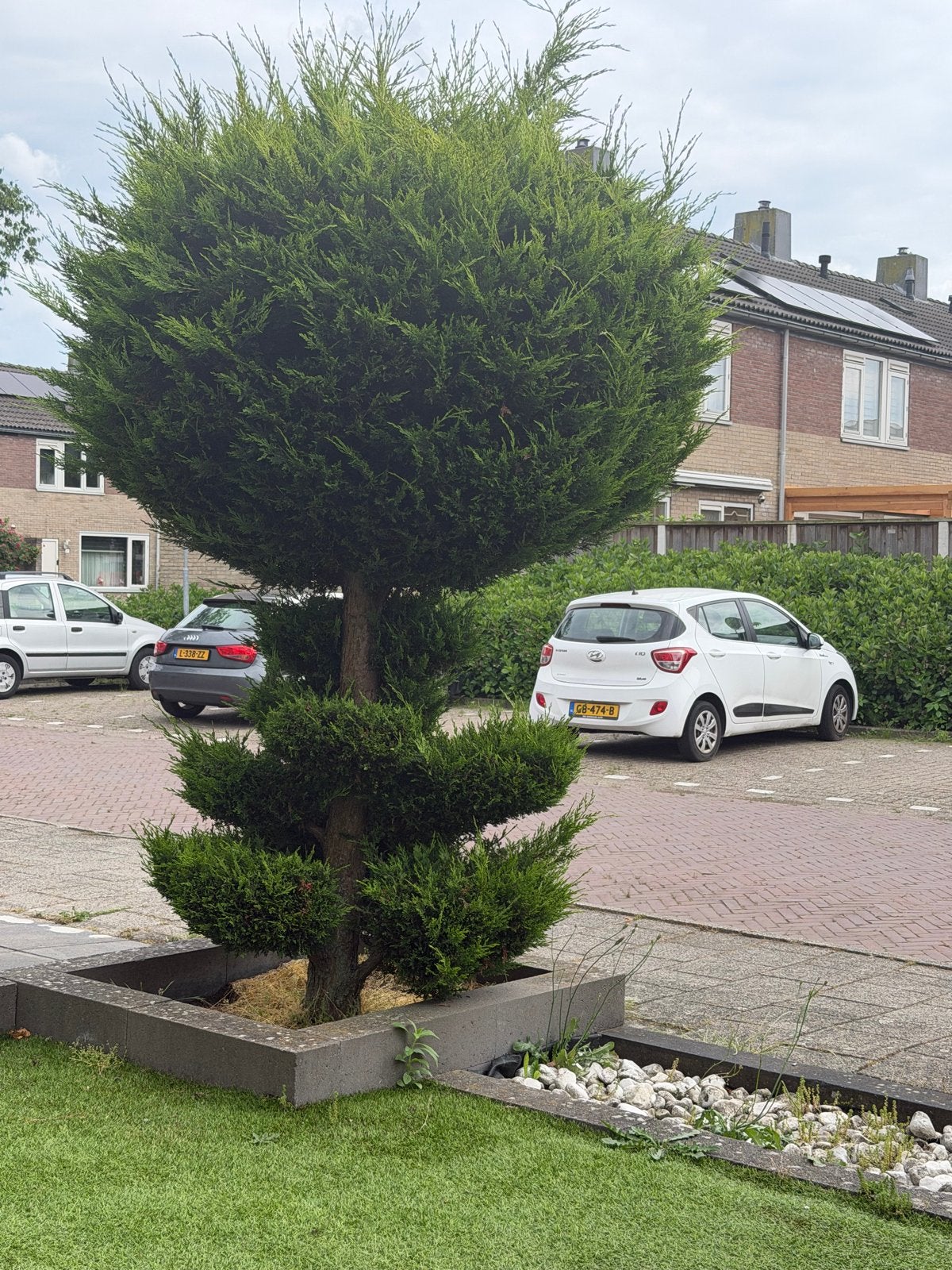 Grote Leylandcipres bomen (2 stuks), Bloeit niet, Overige soorten, 250 tot 400 cm, Ophalen