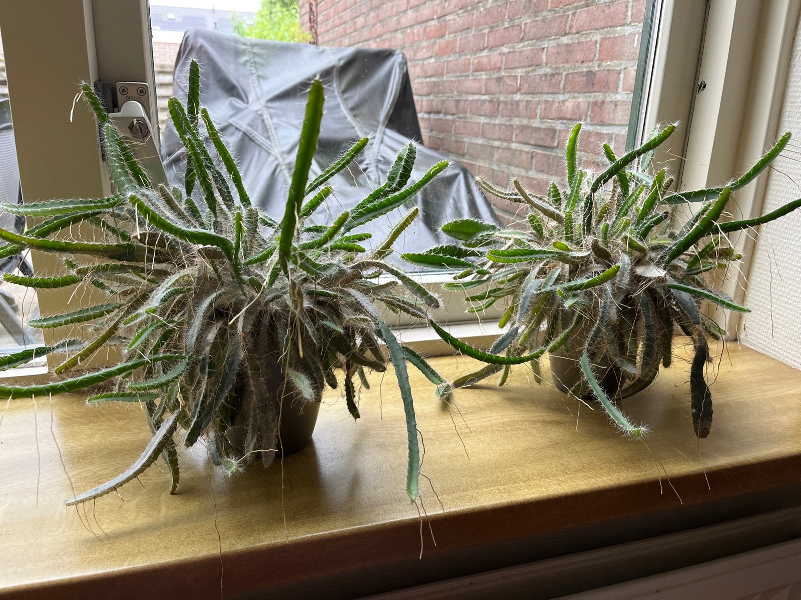 Twee grote vetplanten (drakenfruit), Huis en Inrichting, Groene kamerplant, Ophalen, Vetplant, Minder dan 100 cm