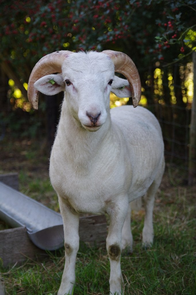 Wiltshire Horn dekram, Dieren en Toebehoren, Schapen, Geiten en Varkens, Mannelijk, Schaap