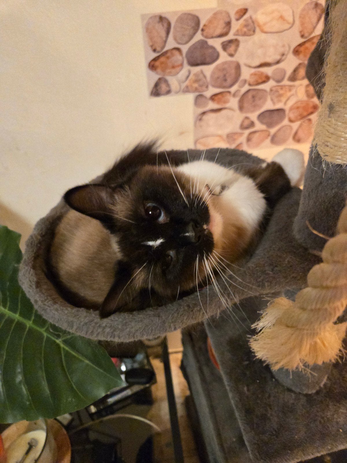 Ragdoll kittens – 4 lieve, huiselijk opgegroeid nog 2 Beschi, Meerdere dieren